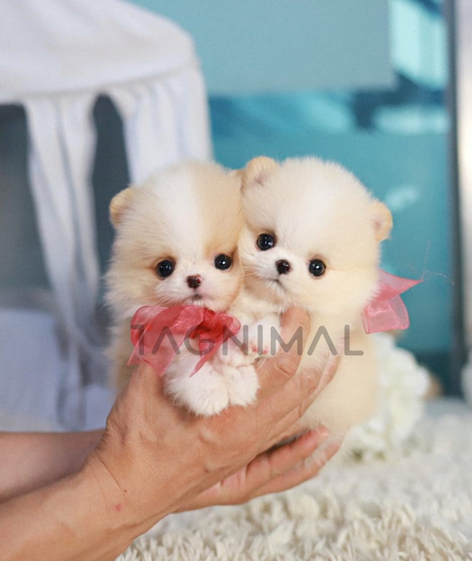 Pomeranian puppy for sale, dog for sale at Tagnimal