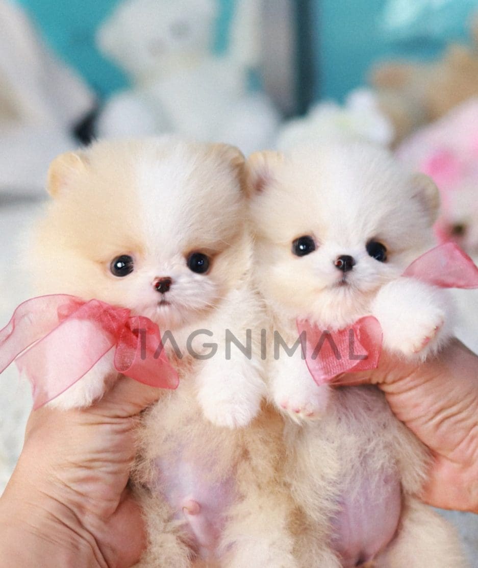 Pomeranian puppy for sale, dog for sale at Tagnimal