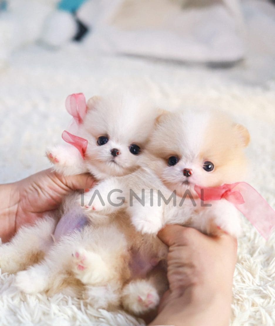 Pomeranian puppy for sale, dog for sale at Tagnimal