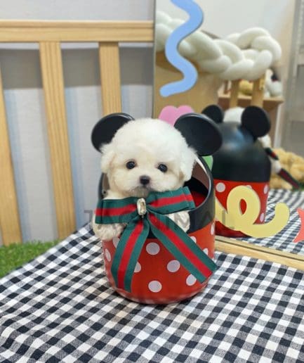 Bichon puppy for sale, dog for sale at Tagnimal