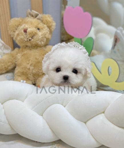 Bichon puppy for sale, dog for sale at Tagnimal