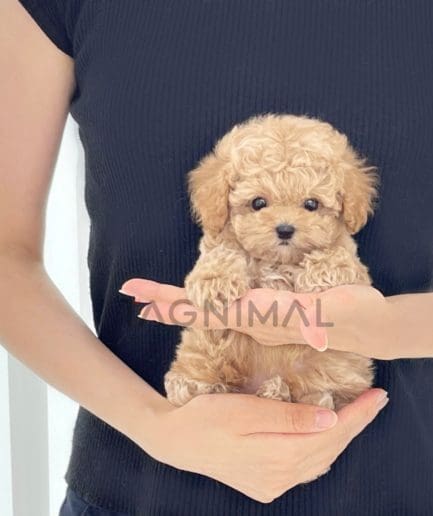 Maltipoo puppy for sale, dog for sale at Tagnimal