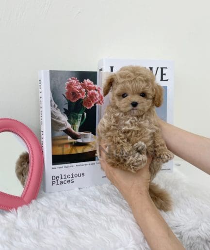 Maltipoo puppy for sale, dog for sale at Tagnimal