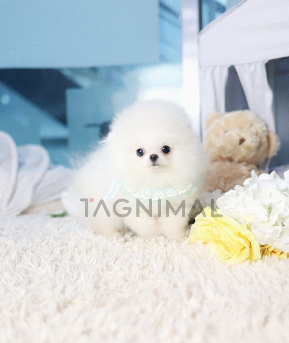 Pomeranian puppy for sale, dog for sale at Tagnimal