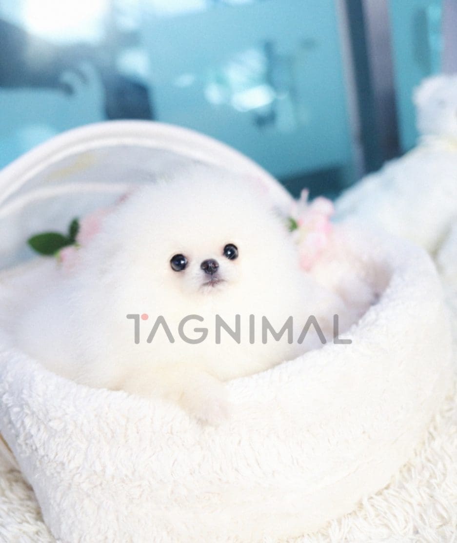 Pomeranian puppy for sale, dog for sale at Tagnimal