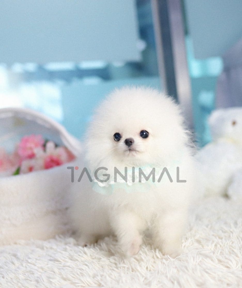 Pomeranian puppy for sale, dog for sale at Tagnimal