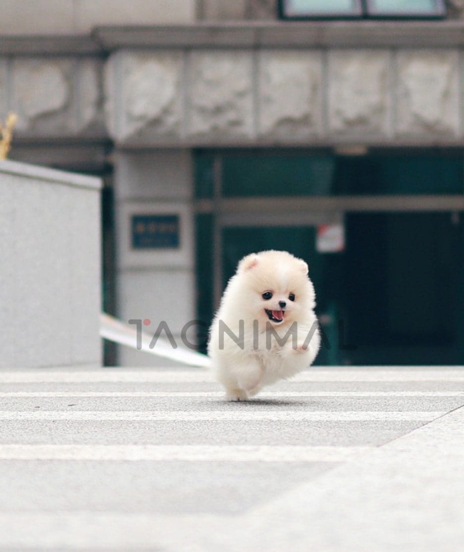 Pomeranian puppy for sale, dog for sale at Tagnimal