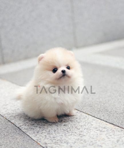 Pomeranian puppy for sale, dog for sale at Tagnimal