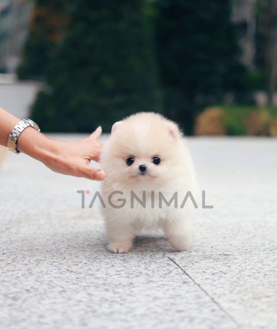 Pomeranian puppy for sale, dog for sale at Tagnimal