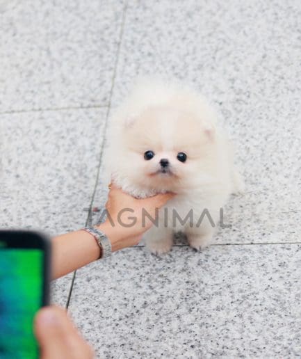 Pomeranian puppy for sale, dog for sale at Tagnimal