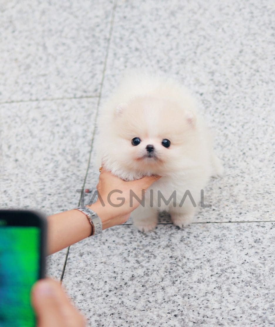 Pomeranian puppy for sale, dog for sale at Tagnimal