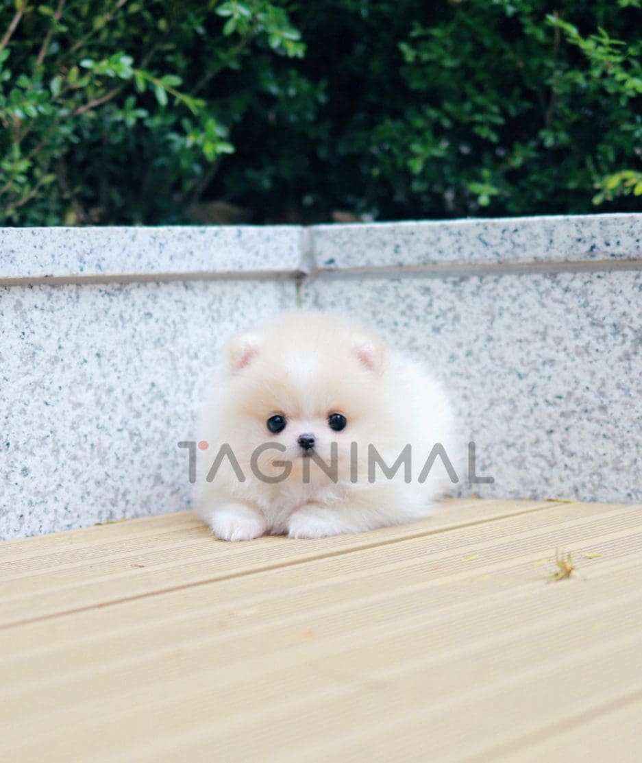 Pomeranian puppy for sale, dog for sale at Tagnimal