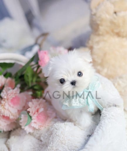 Maltese puppy for sale, dog for sale at Tagnimal