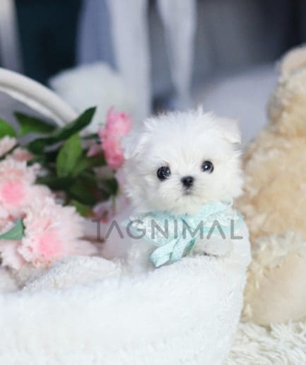 Maltese puppy for sale, dog for sale at Tagnimal