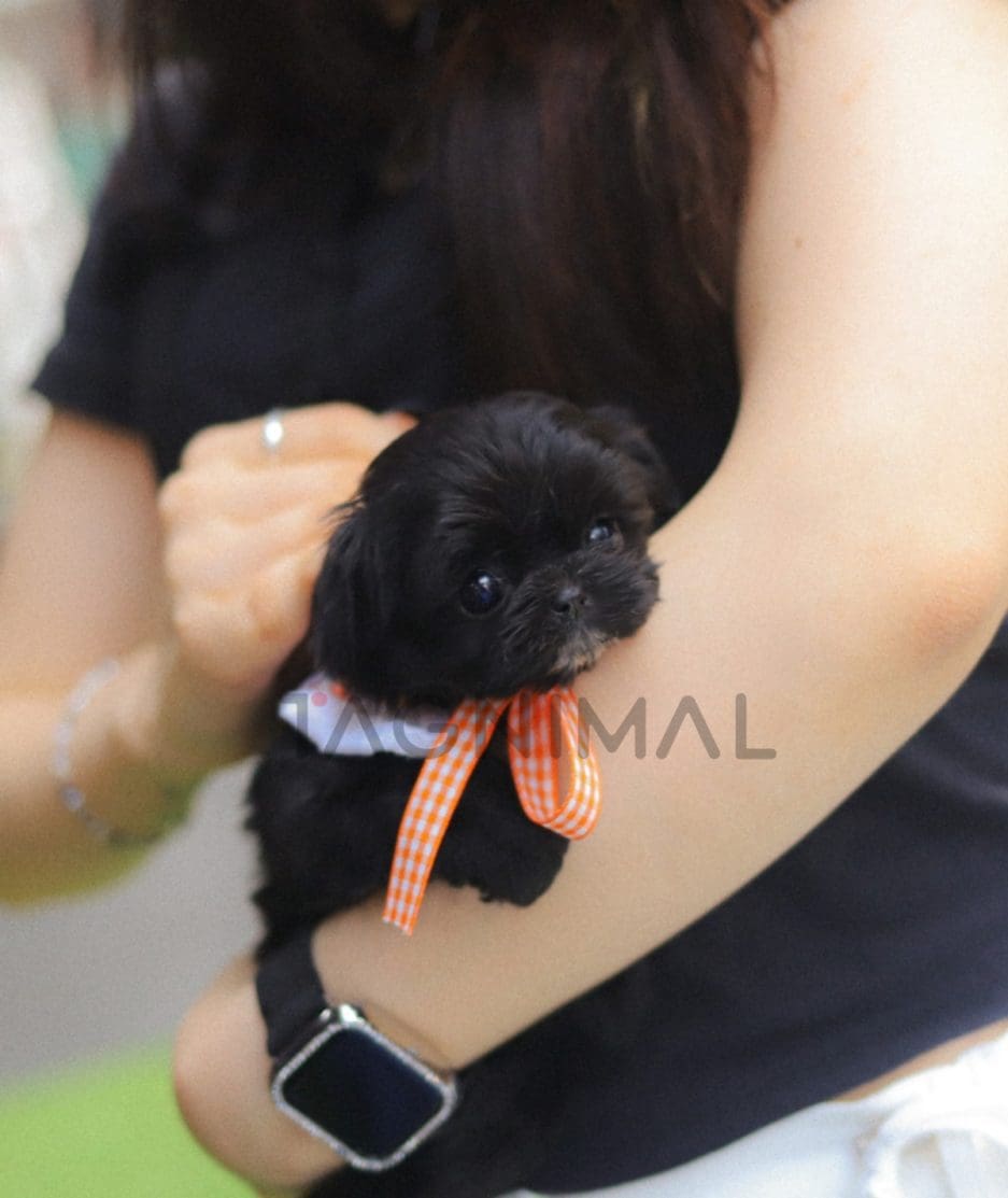 Maltipoo puppy for sale, dog for sale at Tagnimal