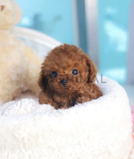 Poodle puppy for sale, dog for sale at Tagnimal