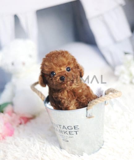 Poodle puppy for sale, dog for sale at Tagnimal