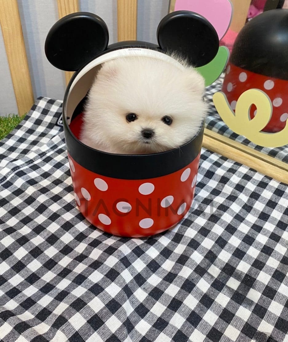 Pomeranian puppy for sale, dog for sale at Tagnimal