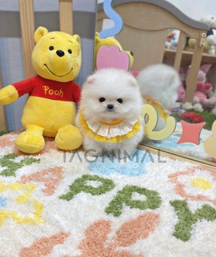 Pomeranian puppy for sale, dog for sale at Tagnimal