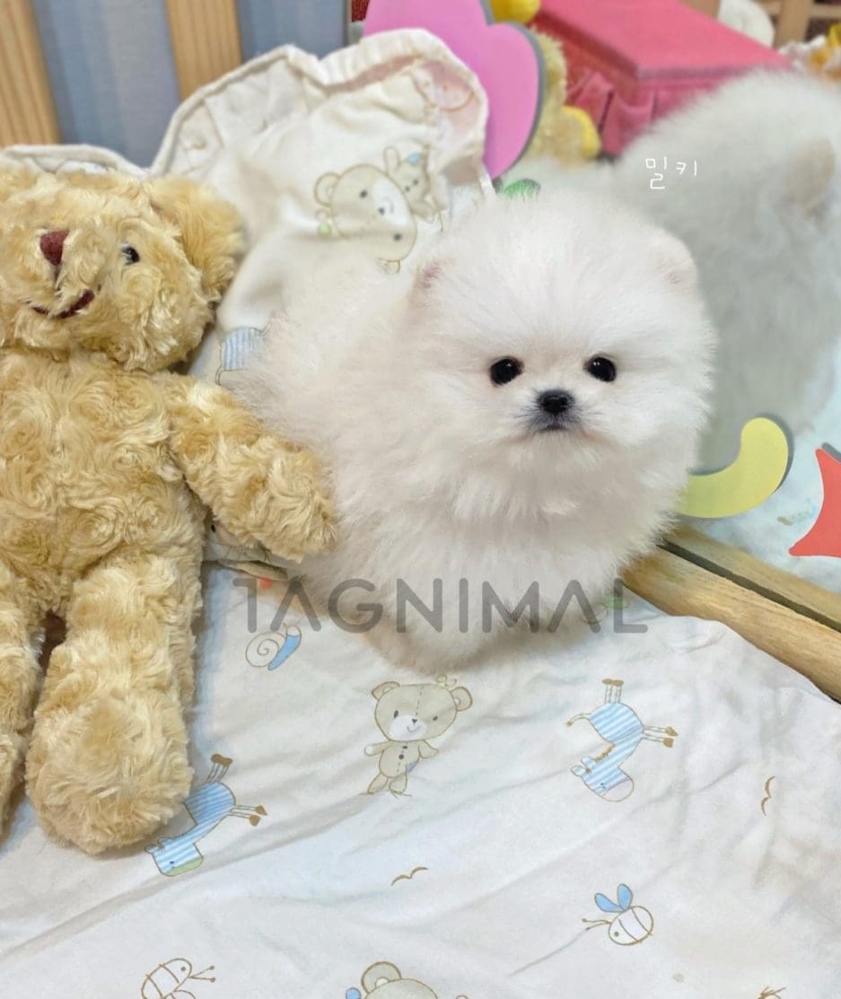 Pomeranian puppy for sale, dog for sale at Tagnimal