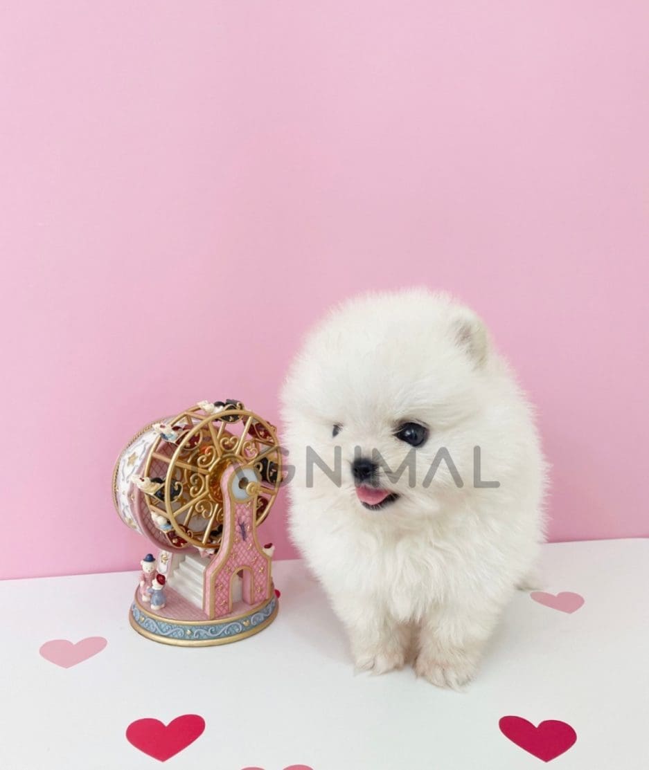 Pomeranian puppy for sale, dog for sale at Tagnimal