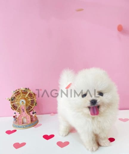 Pomeranian puppy for sale, dog for sale at Tagnimal