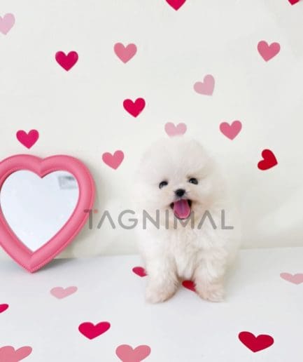 Pomeranian puppy for sale, dog for sale at Tagnimal