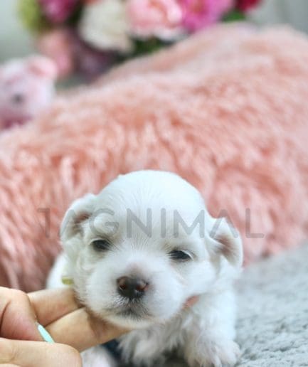 Maltese puppy for sale, dog for sale at Tagnimal