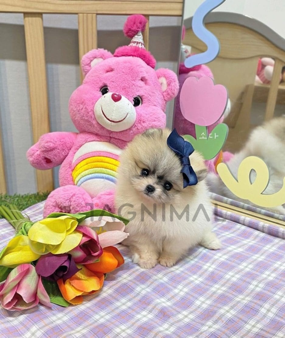 Pomeranian puppy for sale, dog for sale at Tagnimal