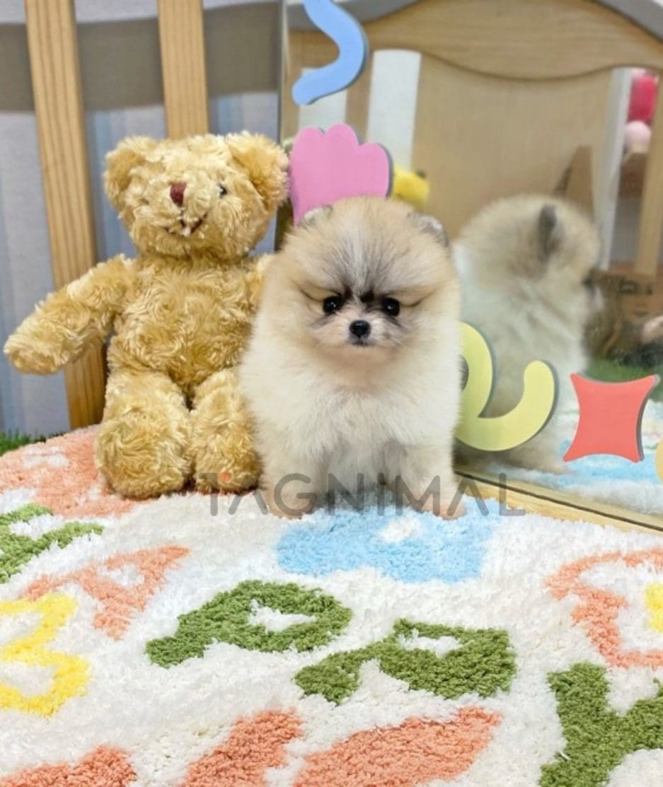 Pomeranian puppy for sale, dog for sale at Tagnimal