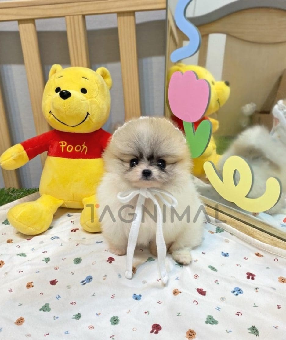 Pomeranian puppy for sale, dog for sale at Tagnimal