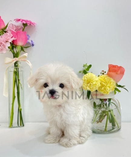 Maltese puppy for sale, dog for sale at Tagnimal