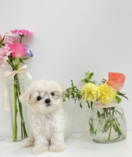 Maltese puppy for sale, dog for sale at Tagnimal