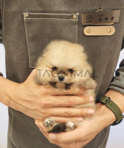 Pomeranian puppy for sale, dog for sale at Tagnimal