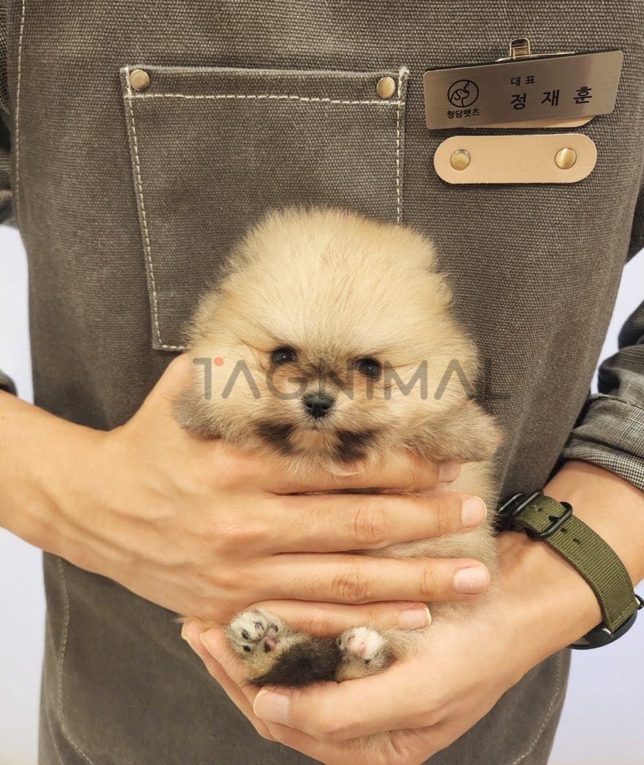 Pomeranian puppy for sale, dog for sale at Tagnimal