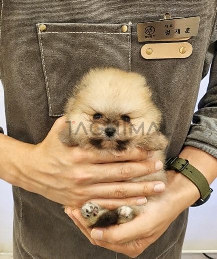 Pomeranian puppy for sale, dog for sale at Tagnimal