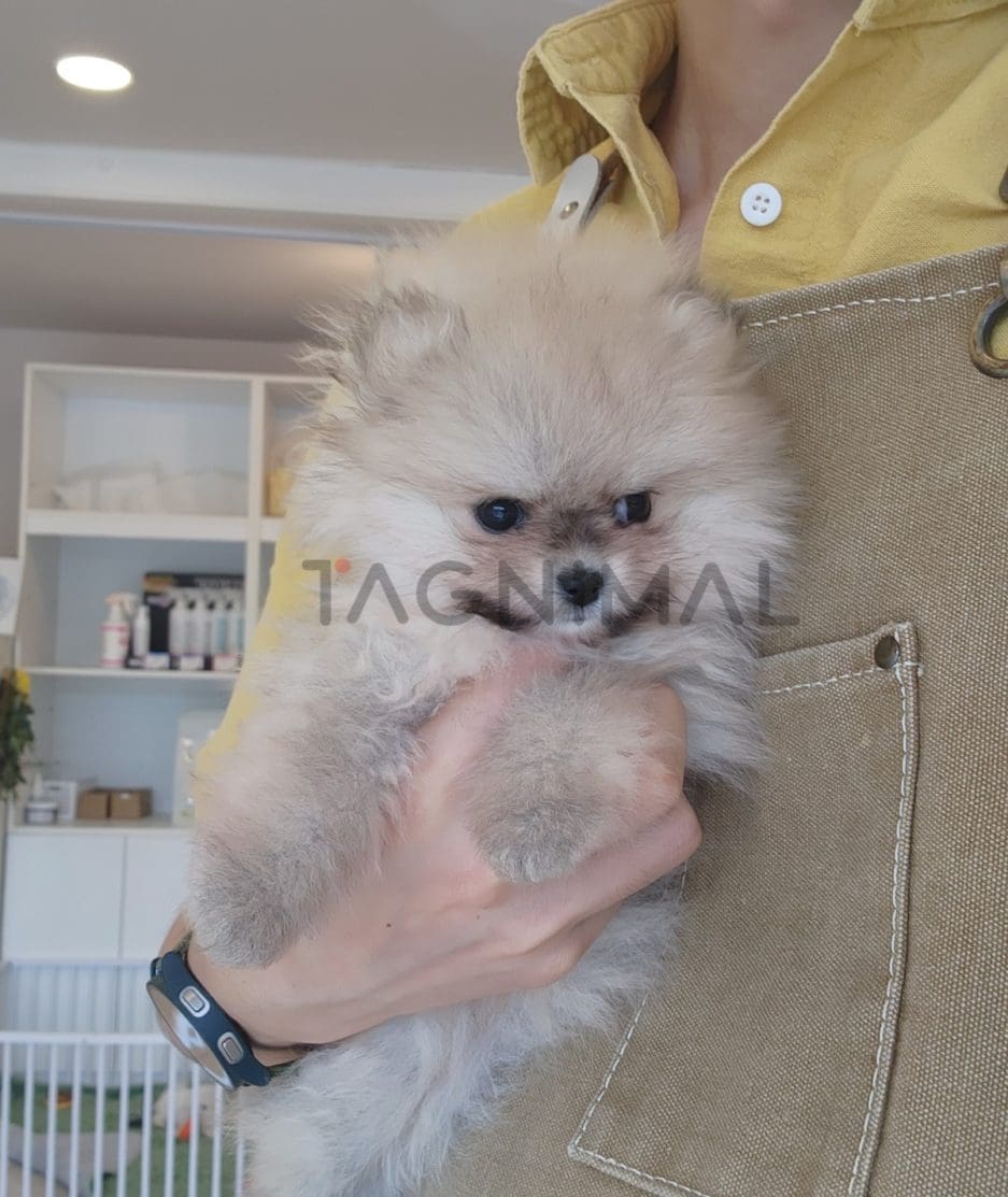 Pomeranian puppy for sale, dog for sale at Tagnimal