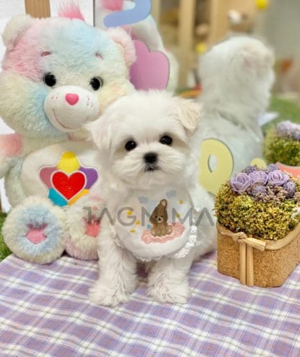 Maltese puppy for sale, dog for sale at Tagnimal