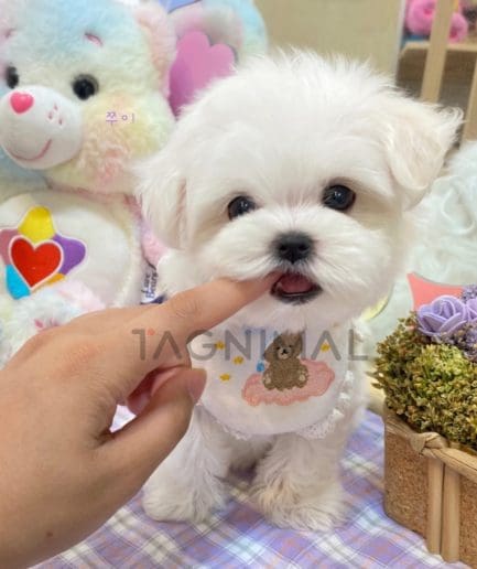 Maltese puppy for sale, dog for sale at Tagnimal