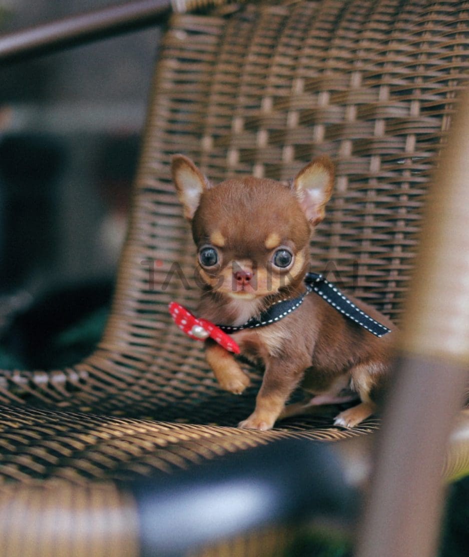 Chihuahua puppy for sale, dog for sale at Tagnimal