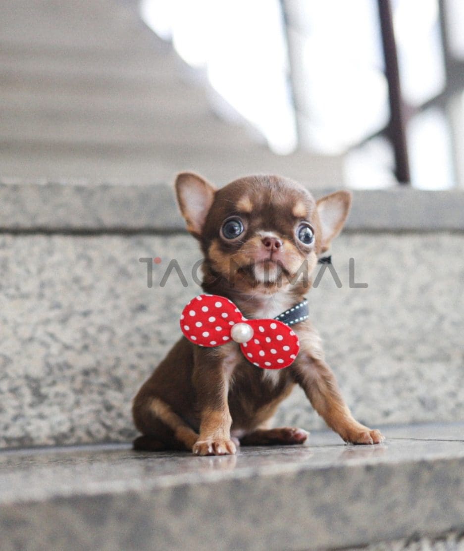 Chihuahua puppy for sale, dog for sale at Tagnimal