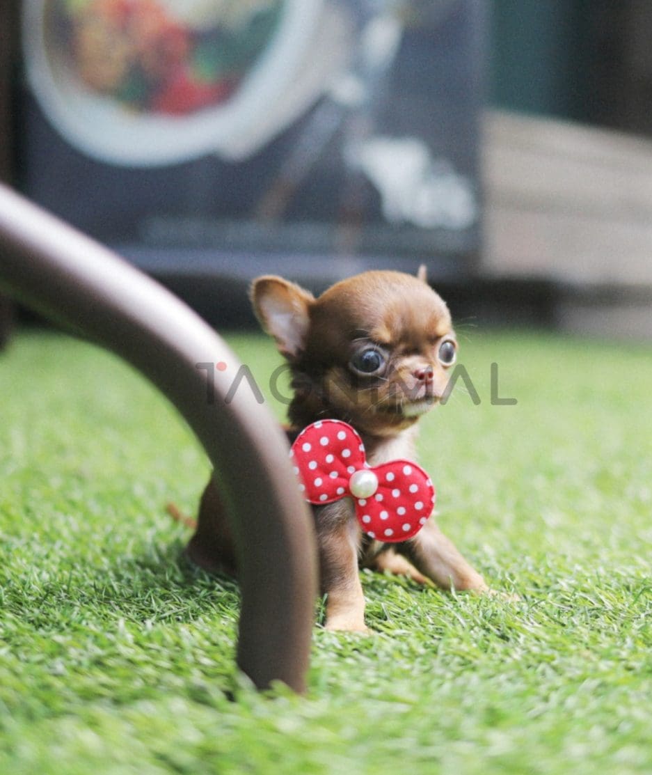 Chihuahua puppy for sale, dog for sale at Tagnimal