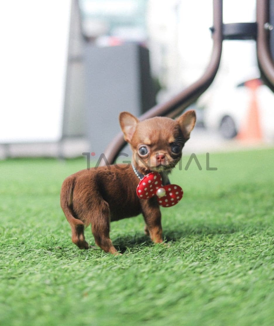 Chihuahua puppy for sale, dog for sale at Tagnimal