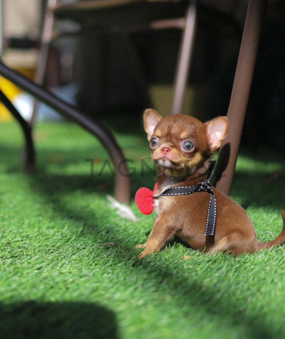 Chihuahua puppy for sale, dog for sale at Tagnimal