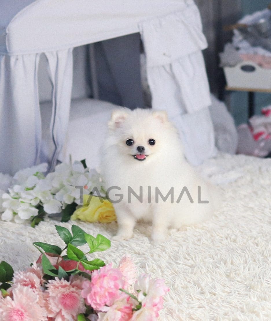 Pomeranian puppy for sale, dog for sale at Tagnimal