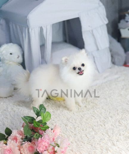 Pomeranian puppy for sale, dog for sale at Tagnimal