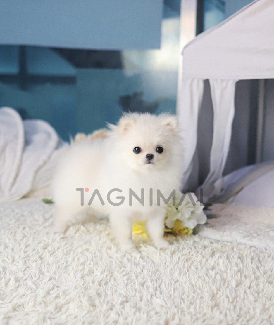 Pomeranian puppy for sale, dog for sale at Tagnimal