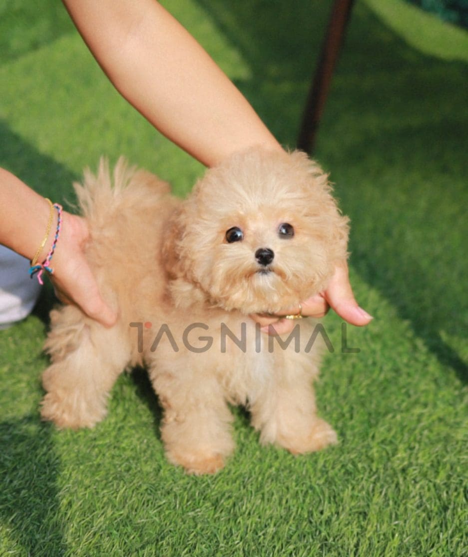 Maltipoo puppy for sale, dog for sale at Tagnimal