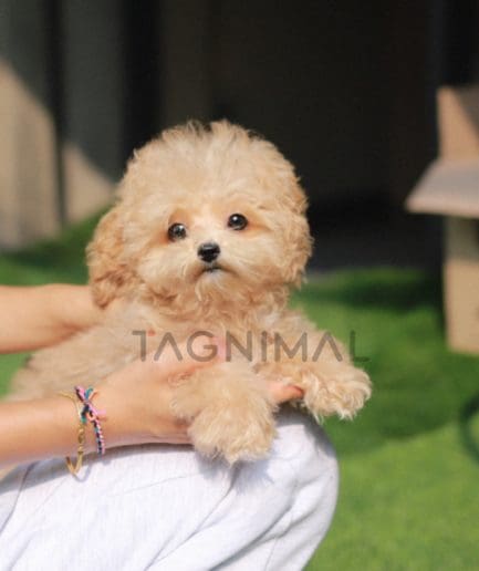 Maltipoo puppy for sale, dog for sale at Tagnimal