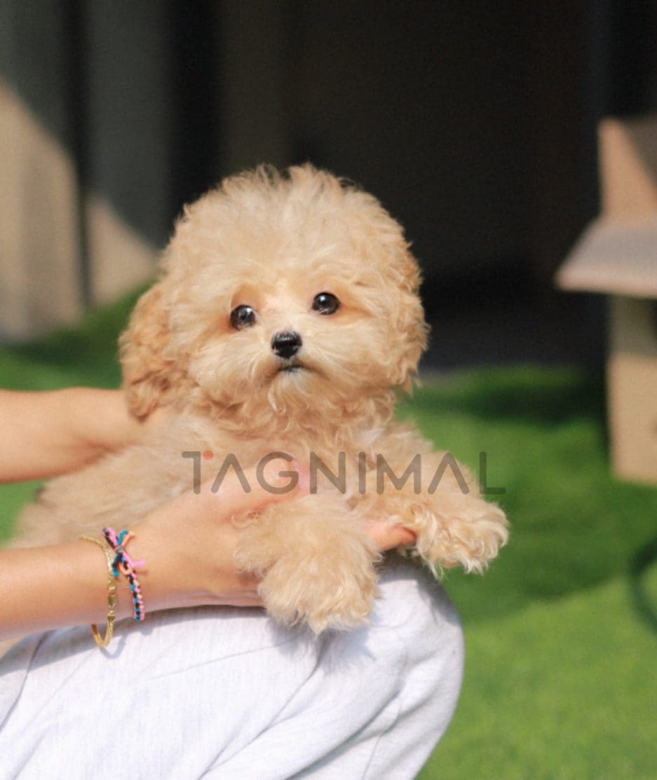 Maltipoo puppy for sale, dog for sale at Tagnimal